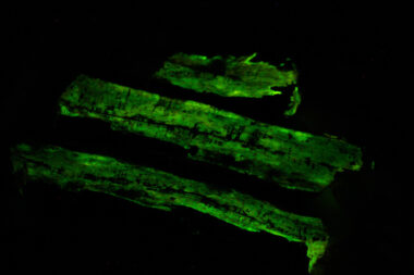 Armillaria-glow