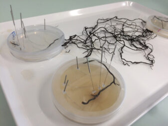 rhizomorph-experiment